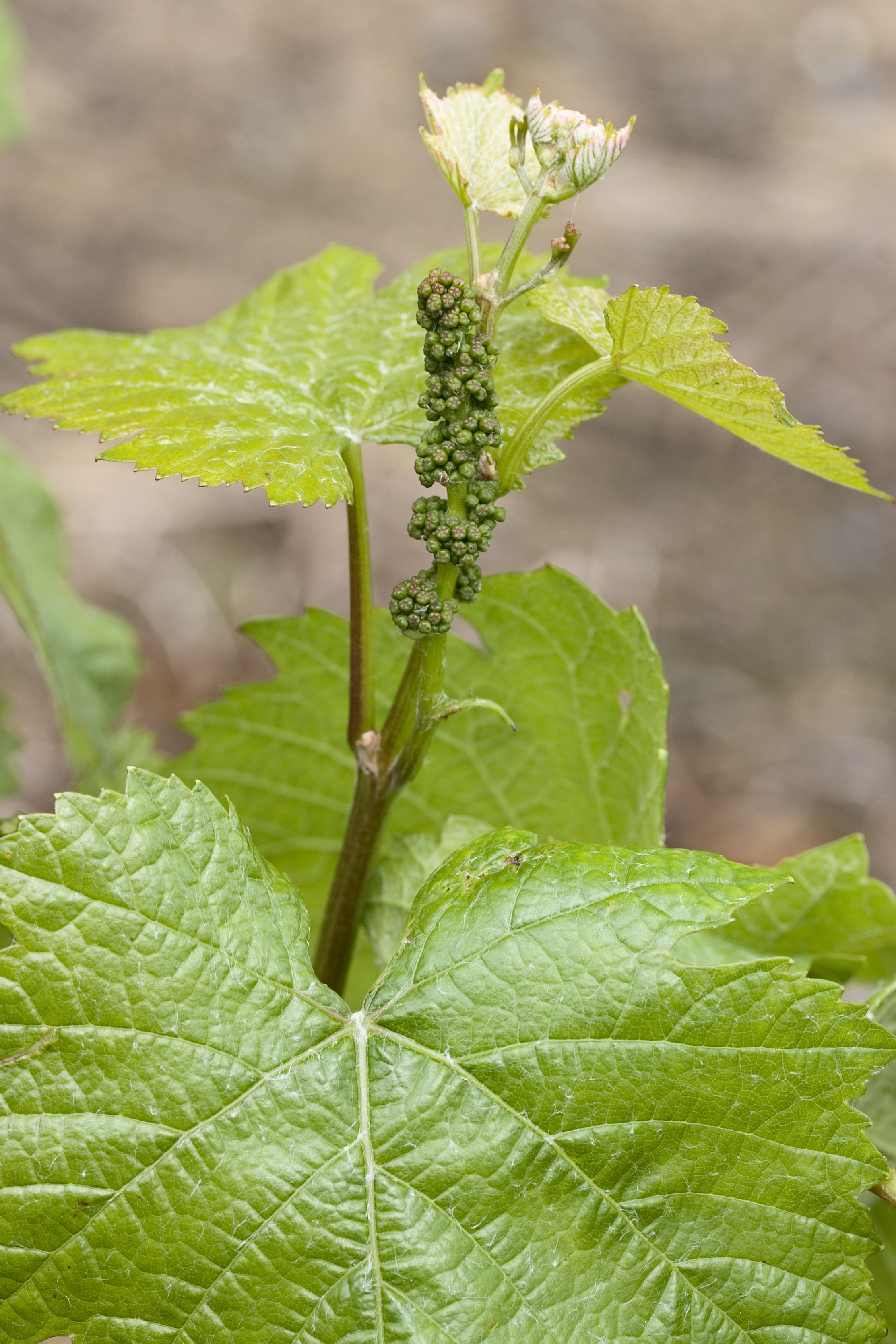 Weinrebe